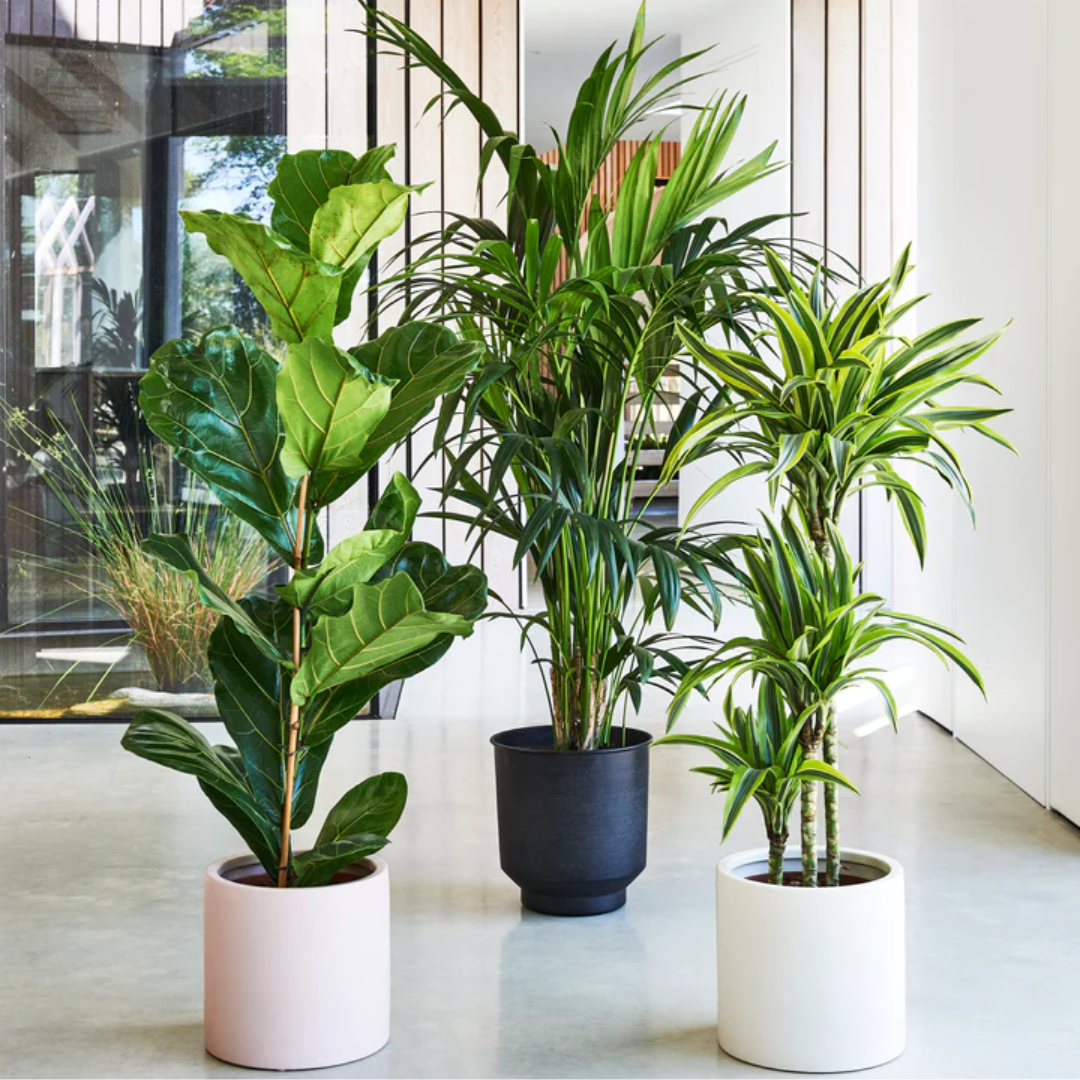 Large Plants Bundle (Kentia Palm, Fiddle Leaf Fig &amp; Dracaena Lemon &amp; Lime)