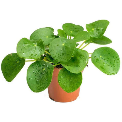 Chinese Money Plant / Pilea Peperomioides