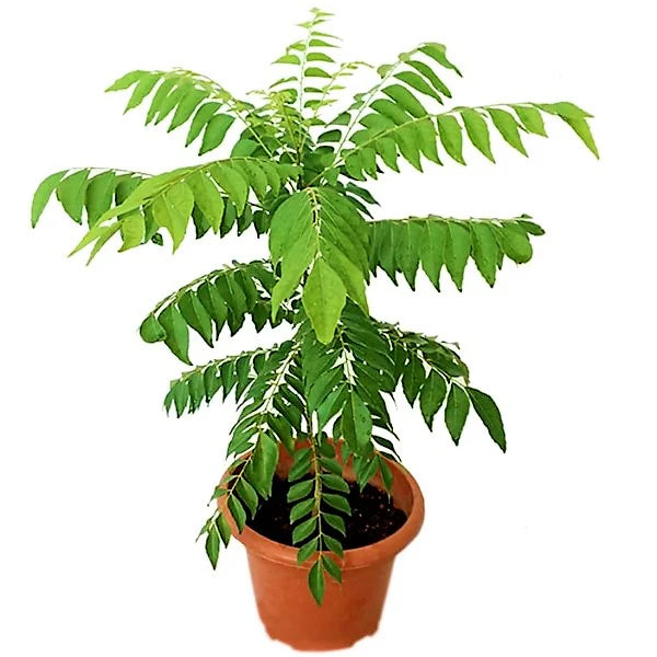 Curry Leaf plant / Murraya Koenigii