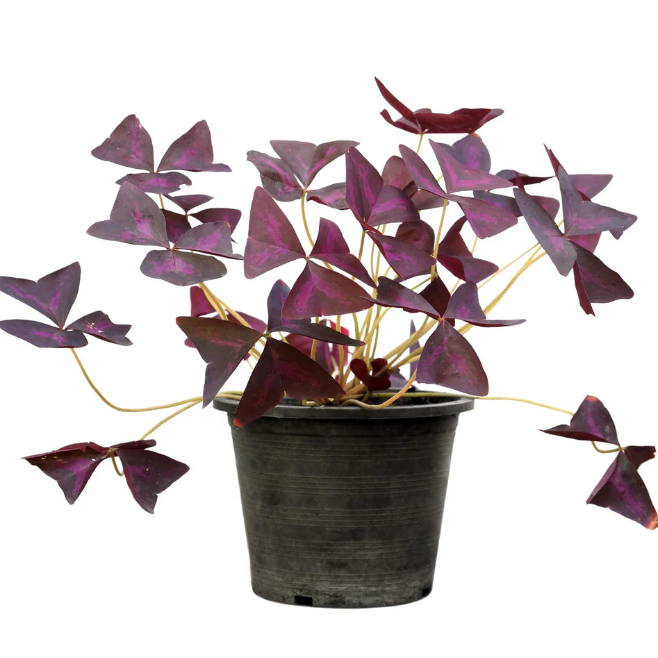 Oxalis Triangularis / Love Plant / Purple Shamrock