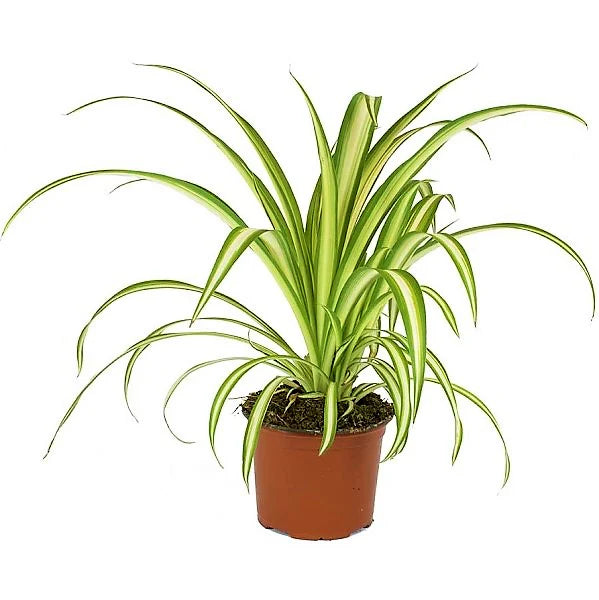 Chlorophytum Comosum / Spider Plant / Variegatum