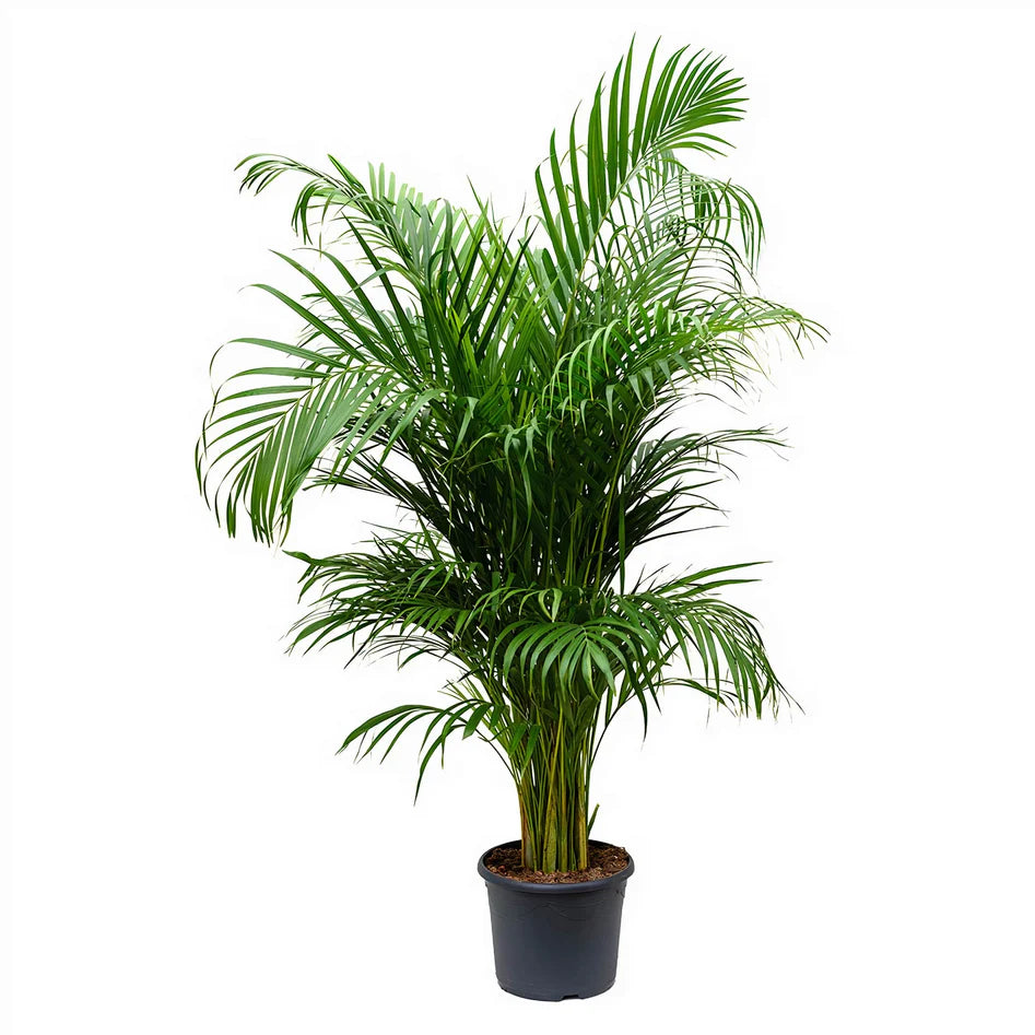 Areca Palm / Chrysalidocarpus Lutescens