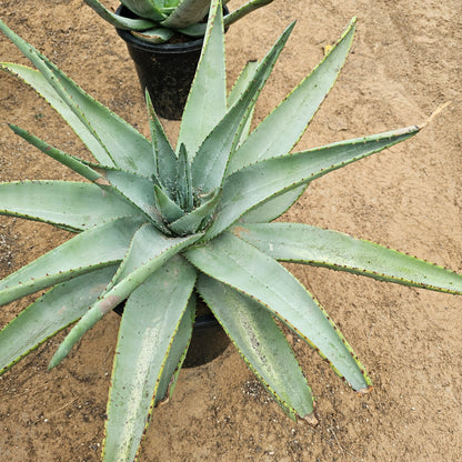 Aloe Ferox / Cape Aloe