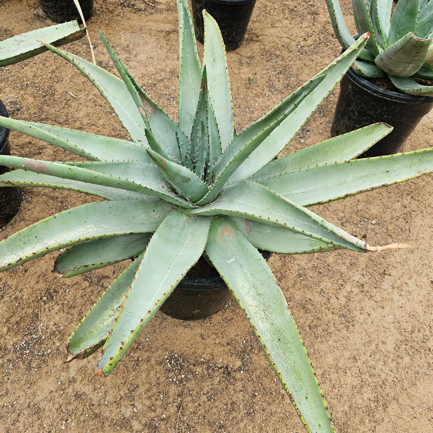 Aloe Ferox / Cape Aloe
