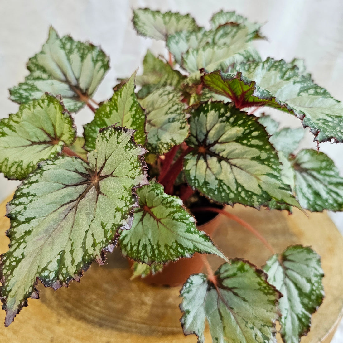 Begonia leaf Rex / Magic Colours Salsa