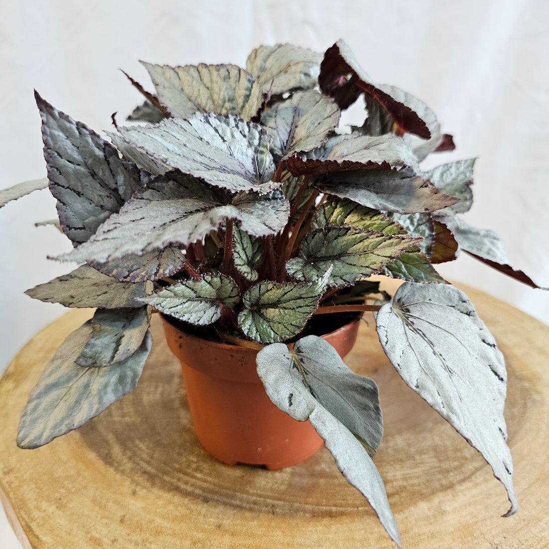 Begonia Leaf Rex / Magic Colours / Silver Limbo