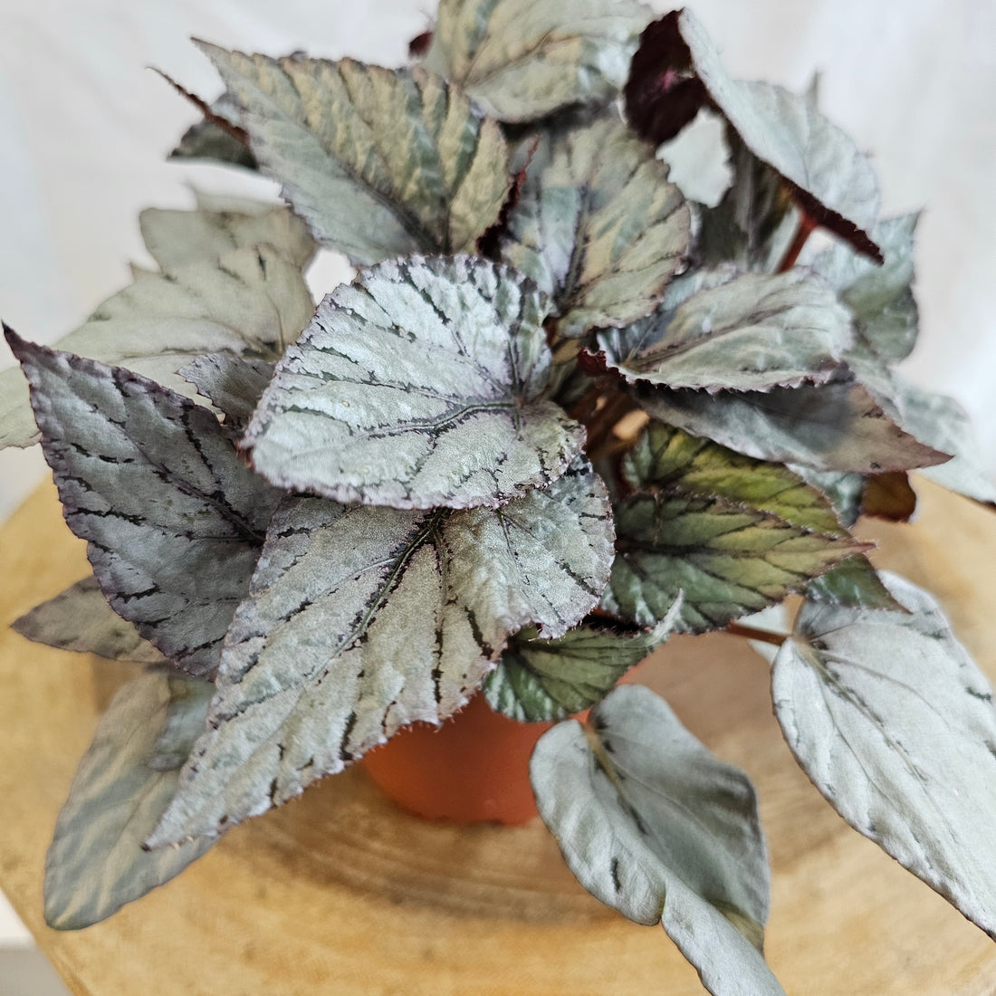 Begonia Leaf Rex / Magic Colours / Silver Limbo