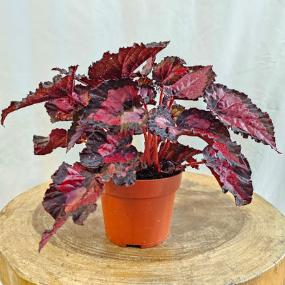 Begonia Leaf / Magic Colours /  Red Kiss