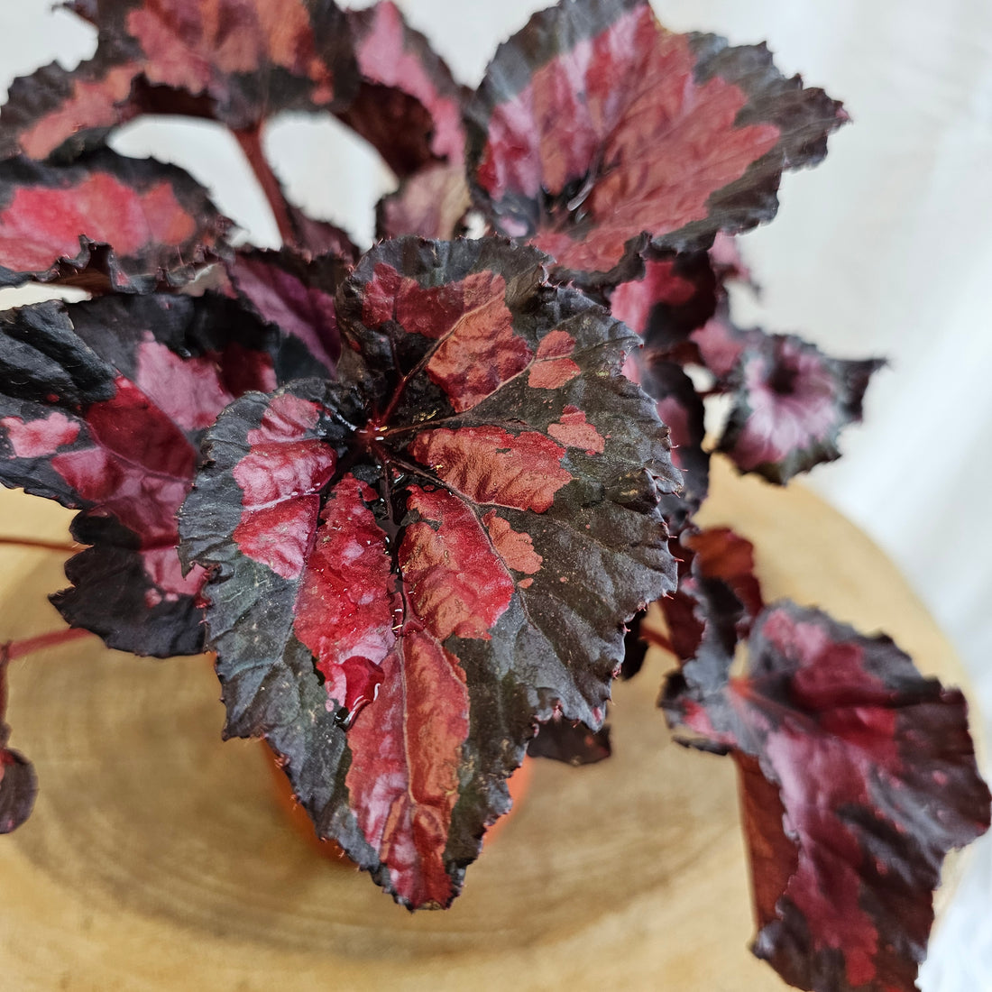 Begonia Leaf / Magic Colours /  Red Kiss