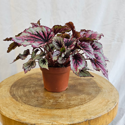 Begonia Leaf Rex / Magic Colours / Lambada