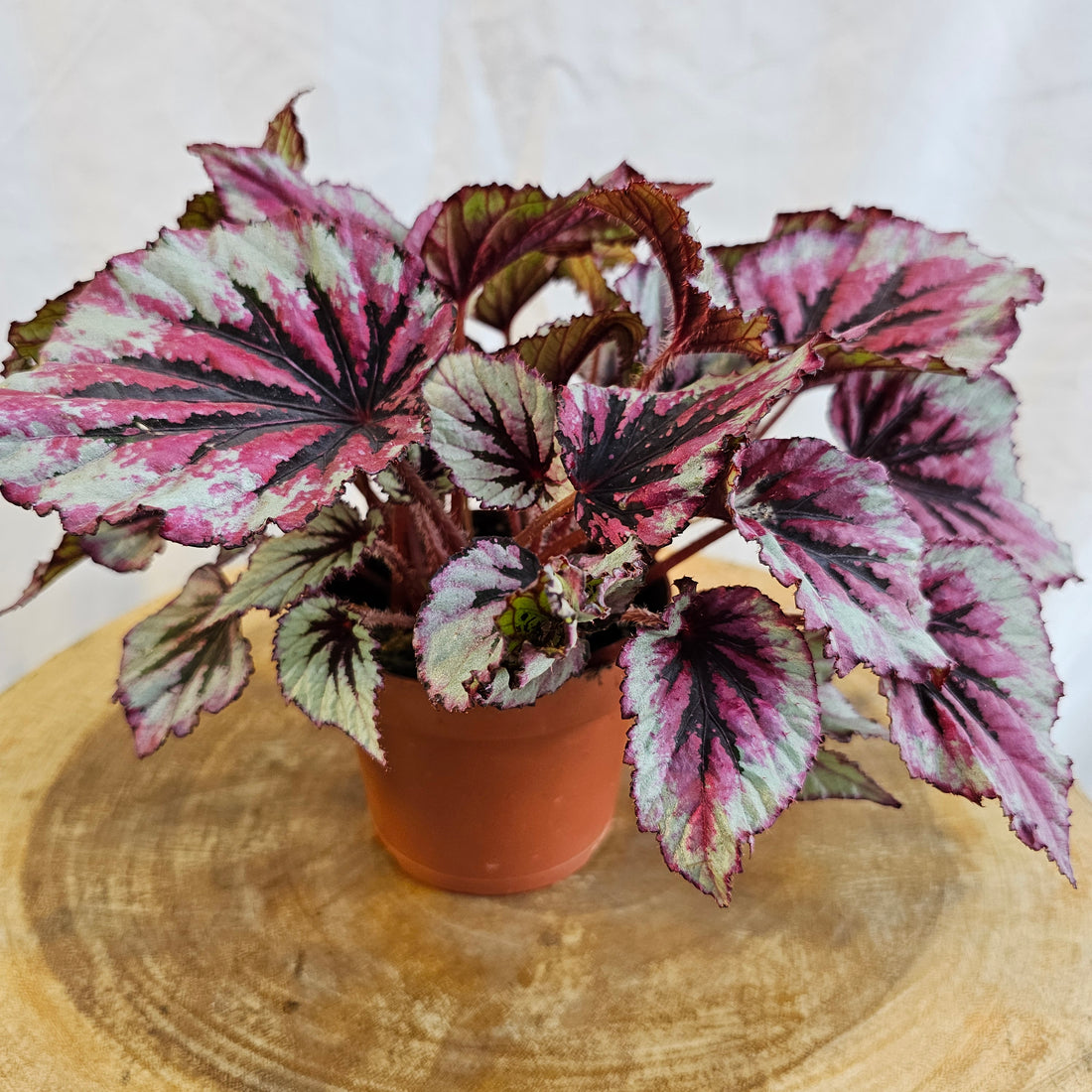 Begonia Leaf Rex / Magic Colours / Lambada