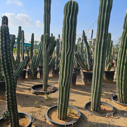 Cactus / Pachycereus Pringlei