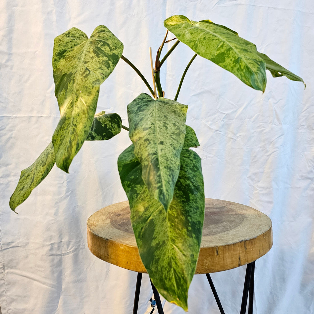 Philodendron Whipple Way Mint Marble