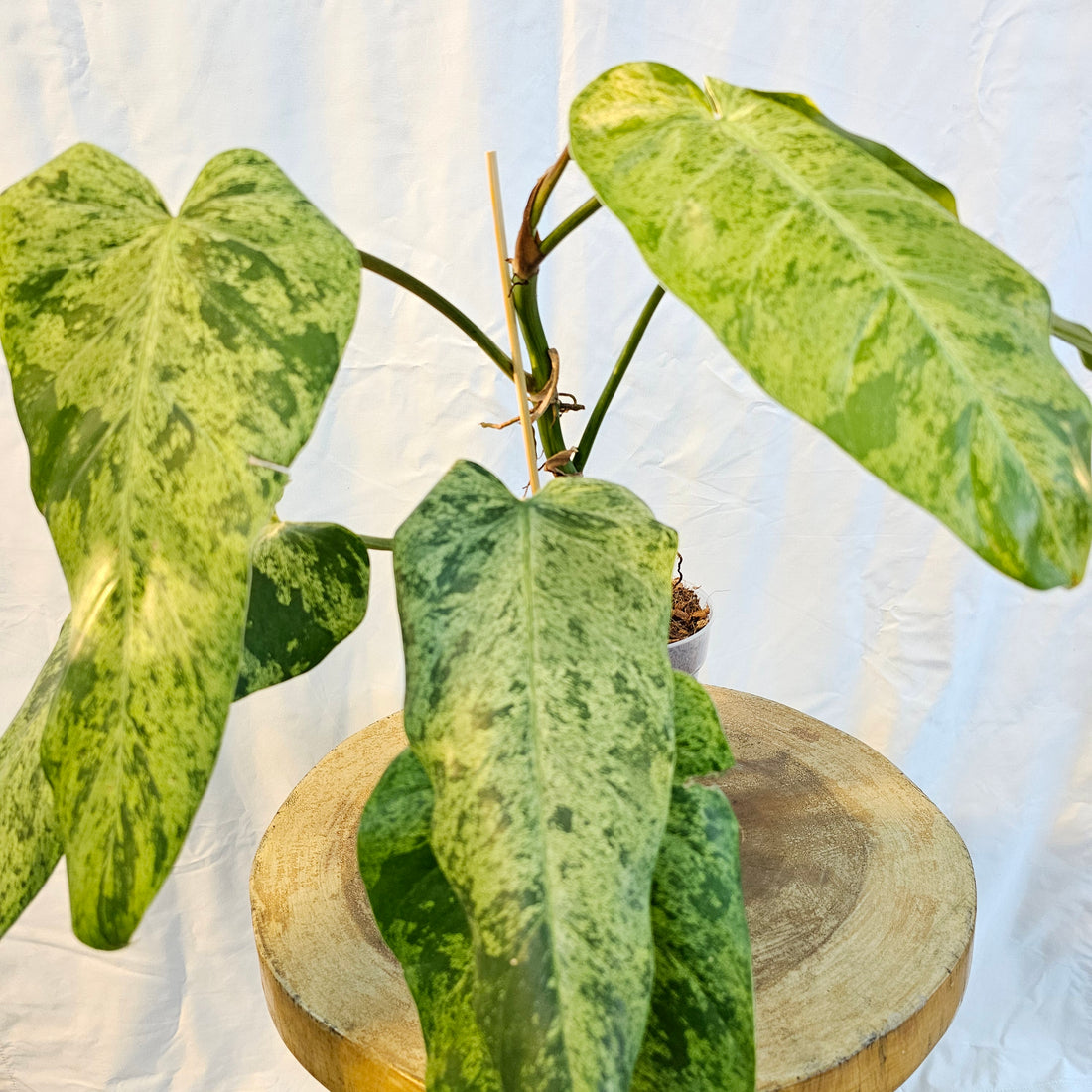 Philodendron Whipple Way Mint Marble