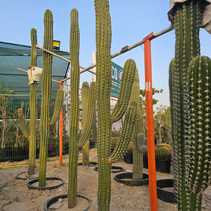 Cactus / Pachycereus Pecten-Aboriginum
