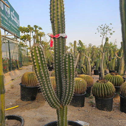 Cactus / Pachycereus Pecten-Aboriginum