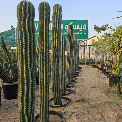 Cactus / Pachycereus Pringlei