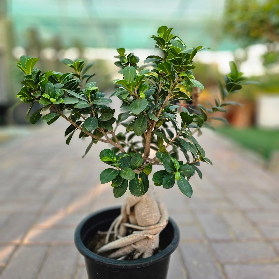 Ficus Bonsai / Microcarpa Bonsai / Ficus Retusa /Ginseng Ficus
