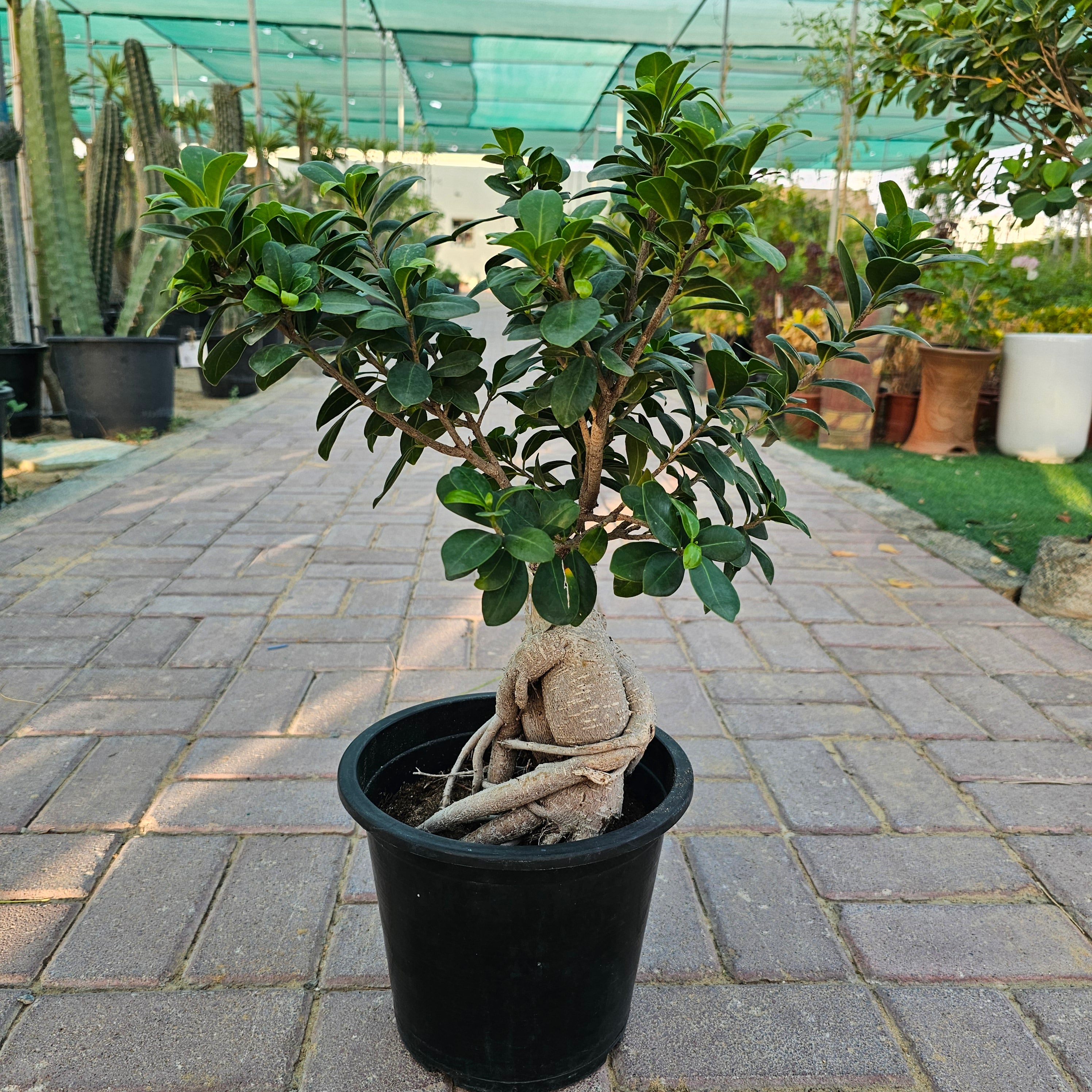 Ficus Bonsai / Microcarpa Bonsai / Ficus Retusa /Ginseng Ficus