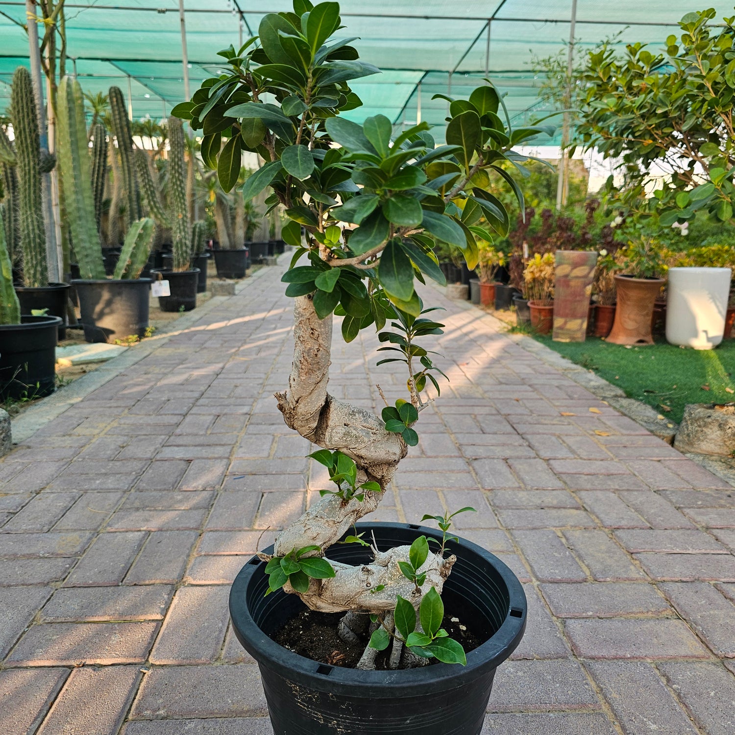 Ficus Bonsai / Microcarpa Bonsai S Shape / Ficus Retusa /Ginseng Ficus