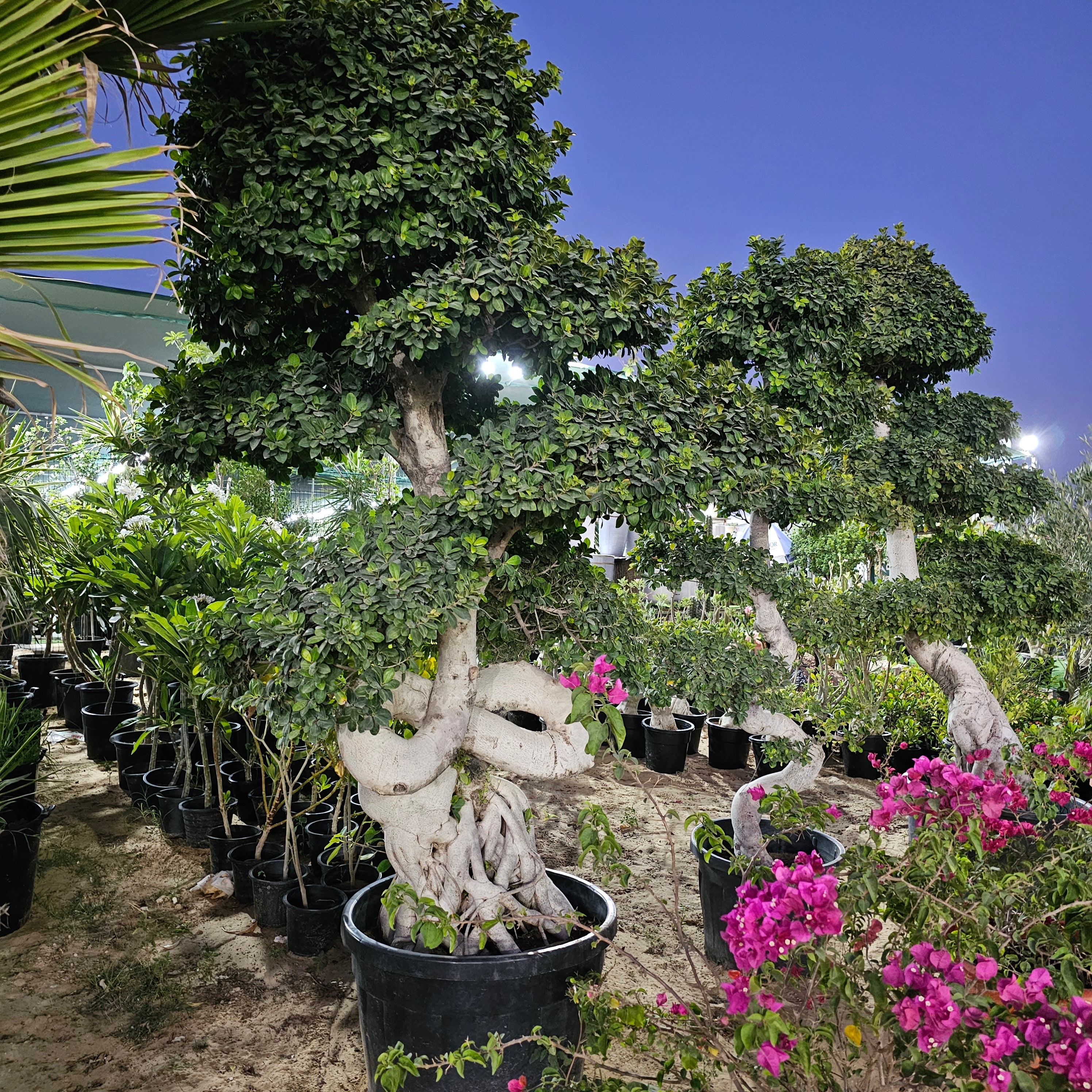 Ficus Bonsai / Microcarpa Bonsai S Shape / Ficus Retusa / Ficus Bonsai Tree
