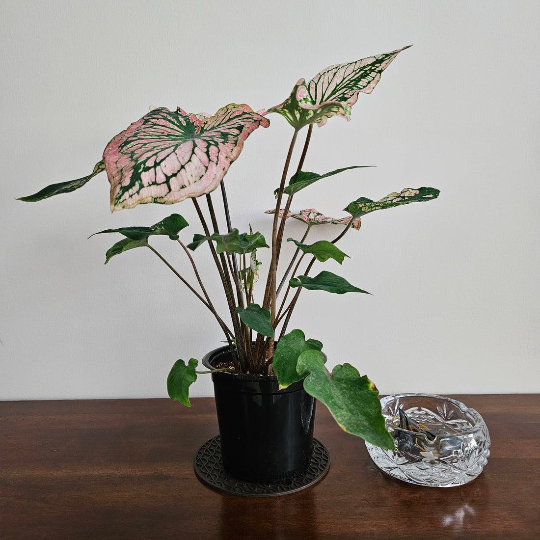 Caladium / Caladium Pink / Araceae / Symphony Leafy / Peppermint Leafy