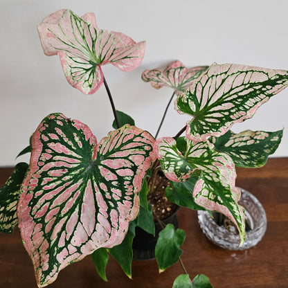 Caladium / Caladium Pink / Araceae / Symphony Leafy / Peppermint Leafy