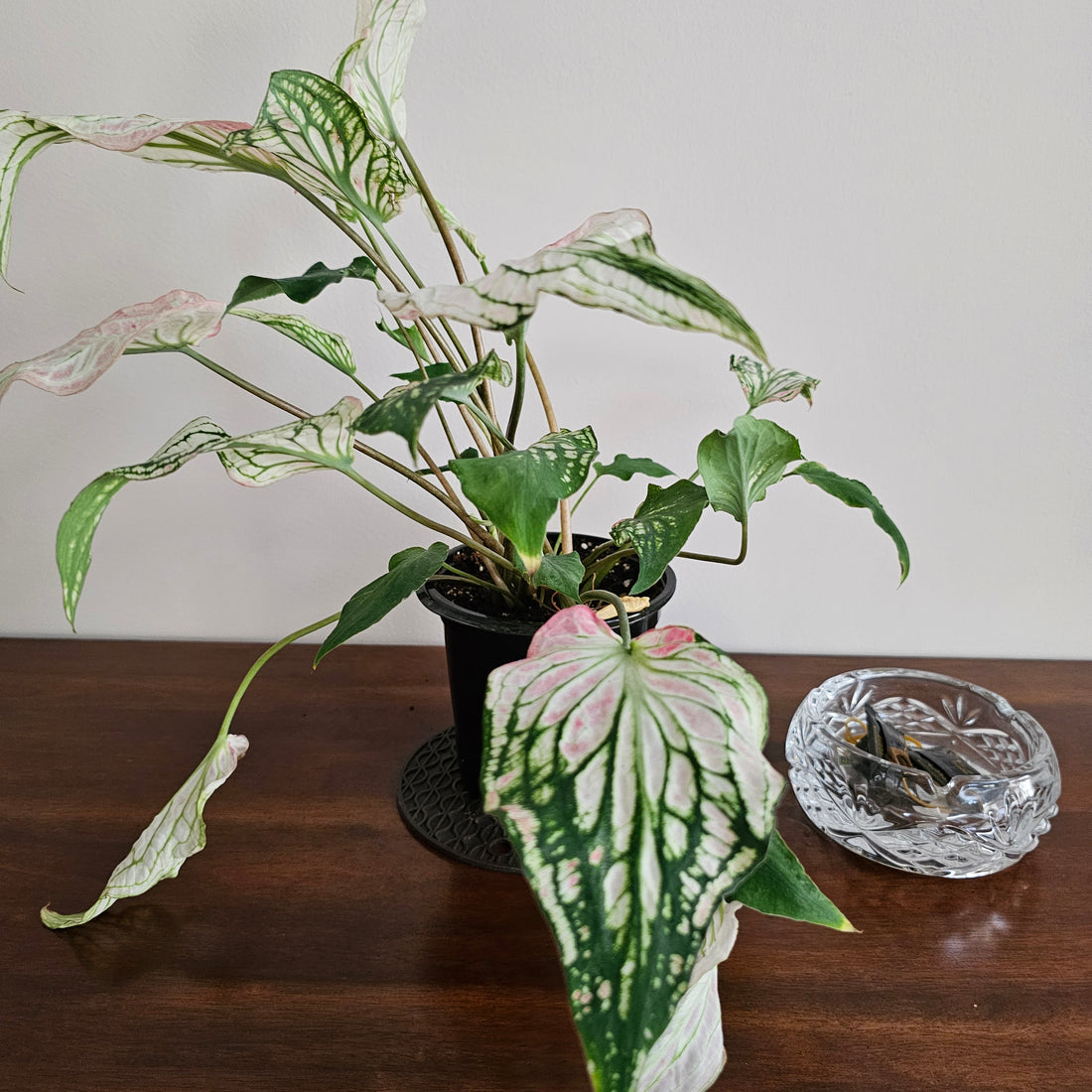 Caladium / Caladium Pink / Araceae / Peppermint Leafy