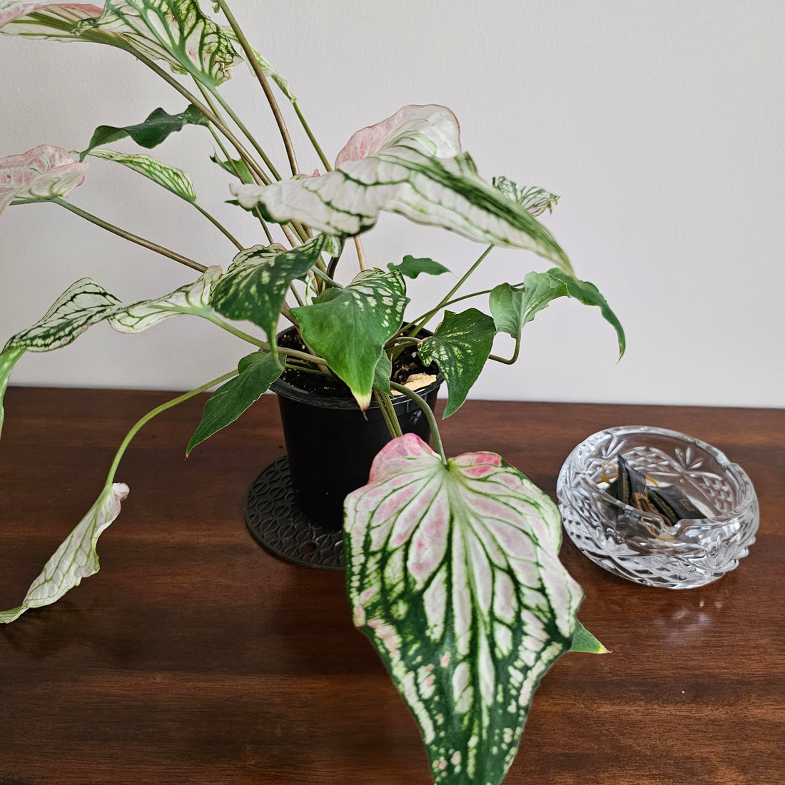 Caladium / Caladium Pink / Araceae / Peppermint Leafy