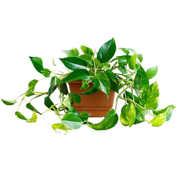 Epipremnum Pinnatum / Golden Pothos / Money Plant