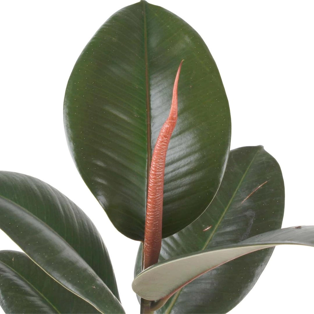 Ficus Elastic / Robusta / Rubber Plant