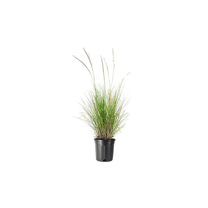 Pennisetum Setaceum / Fountain Grass / Cenchrus Setaceus / Crimson Fountaingrass / African Fountain Grass)