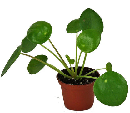 Chinese Money Plant / Pilea Peperomioides