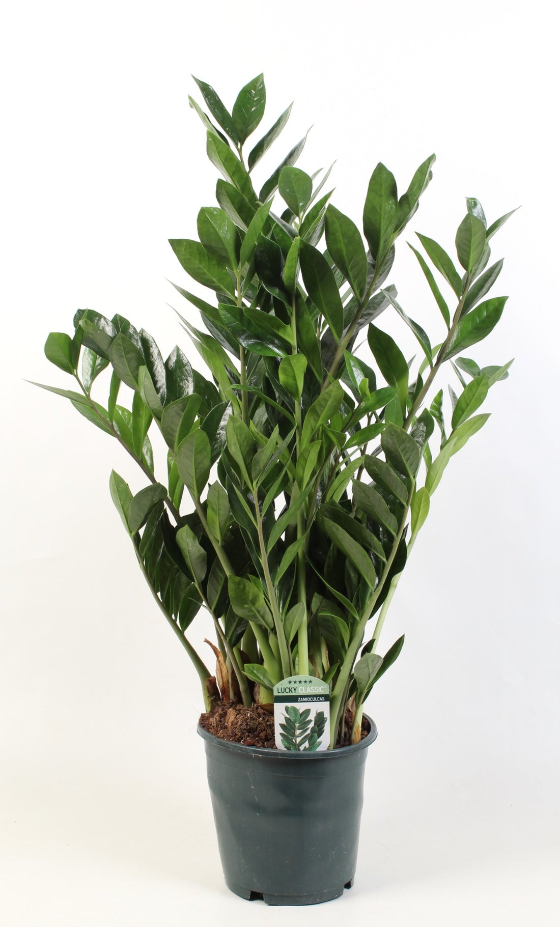 Zamioculcas Zamiifolia / ZZ Plant
