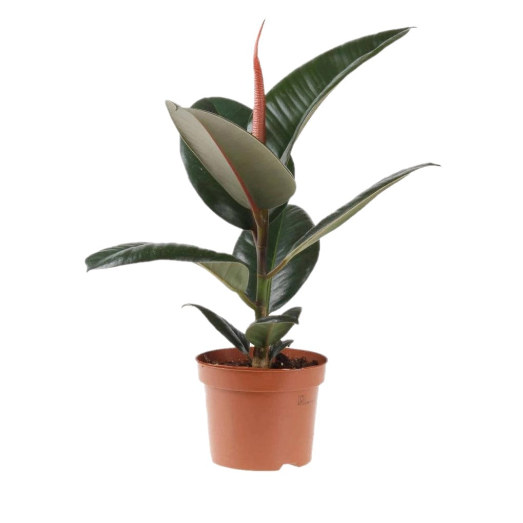 Ficus Elastic / Robusta / Rubber Plant