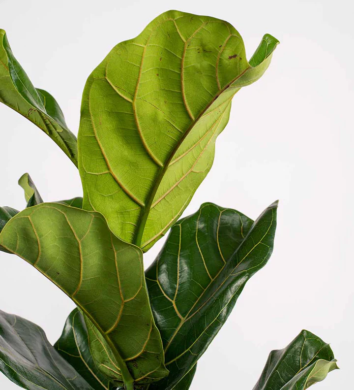 Fiddle-Leaf Fig / Ficus Lyrata (Pair)