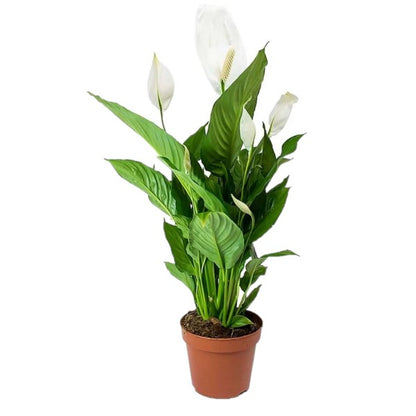 Peace Lily / Spathiphyllum