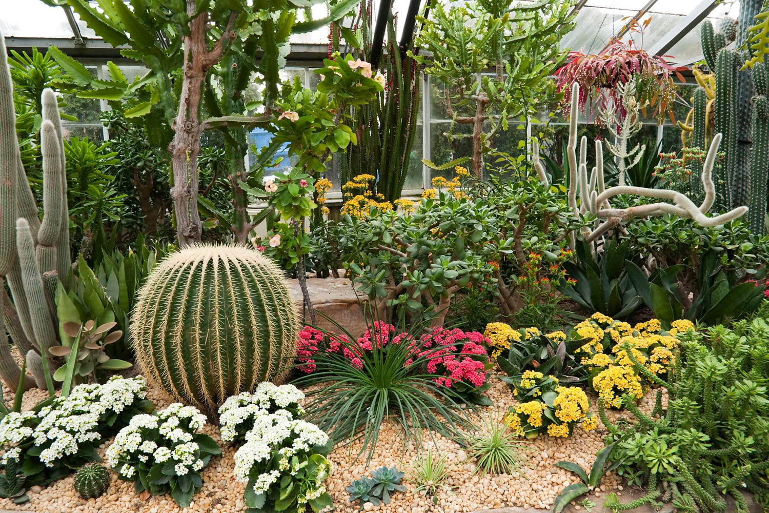 Cactus Flowers Nursery Dubai