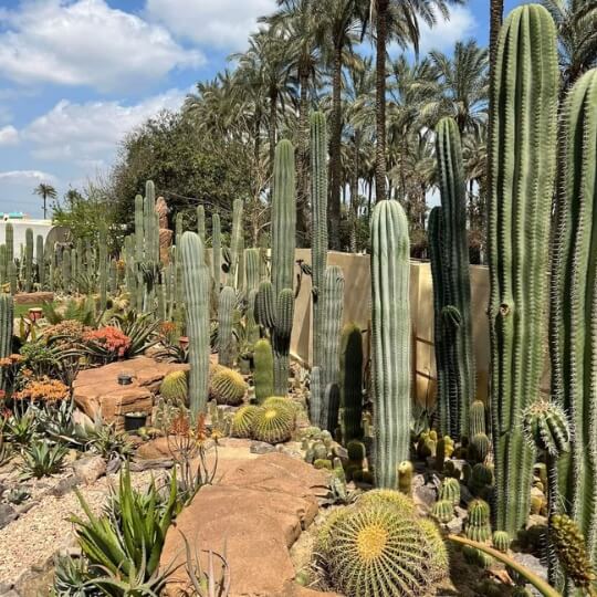 Cactus-Plantation-Dubai