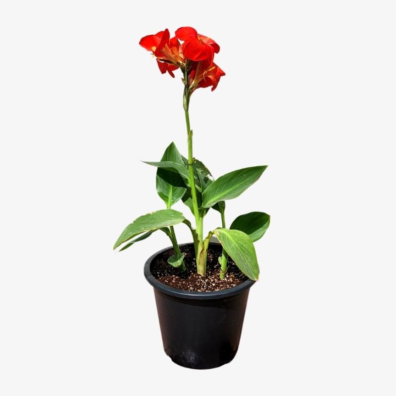 Canna Lily Green and Red / Canna spp.