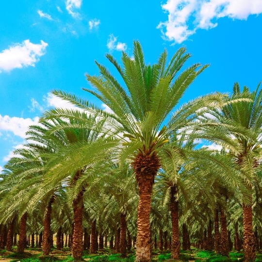 Date-Palm-Garden-Dubai