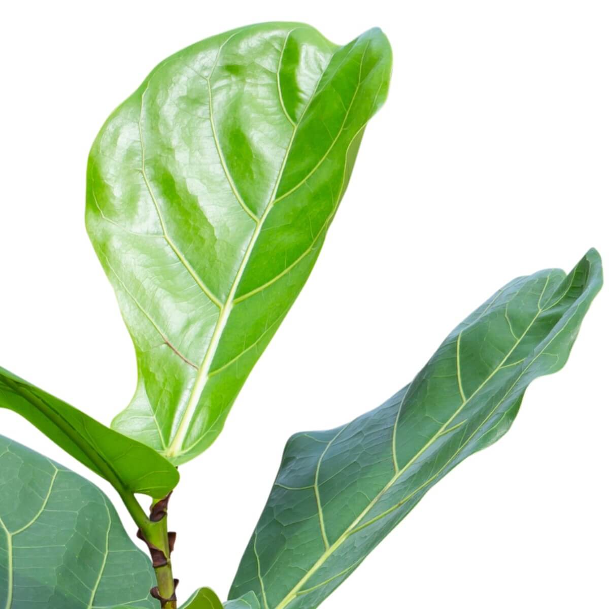 Fiddle-Leaf Fig / Ficus Lyrata
