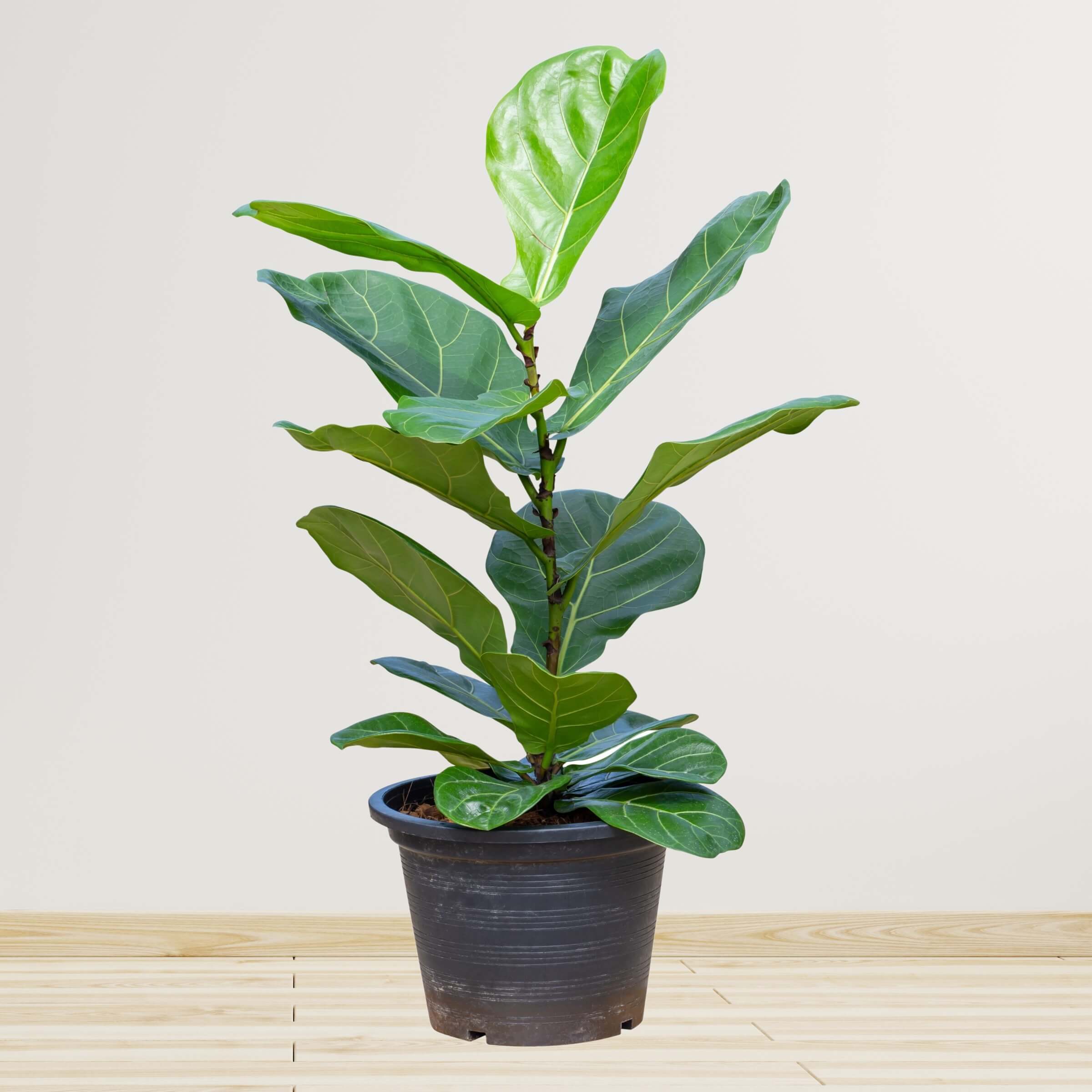 Fiddle-Leaf Fig / Ficus Lyrata