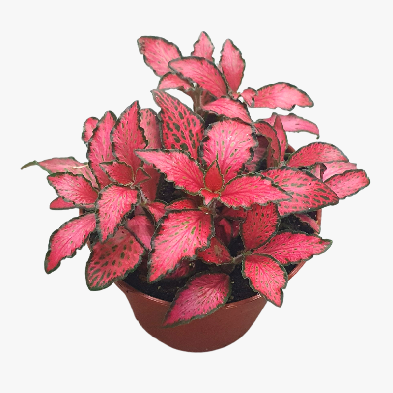 Fittonia Plant /  Nerve Plant / Fittonia spp.