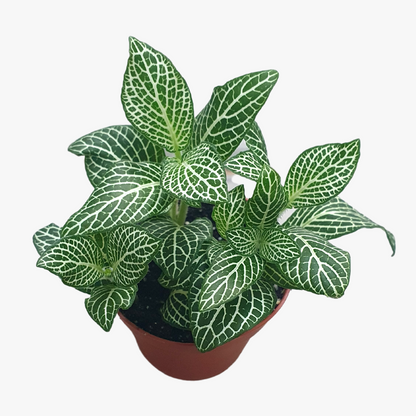 Fittonia Plant /  Nerve Plant / Fittonia spp.