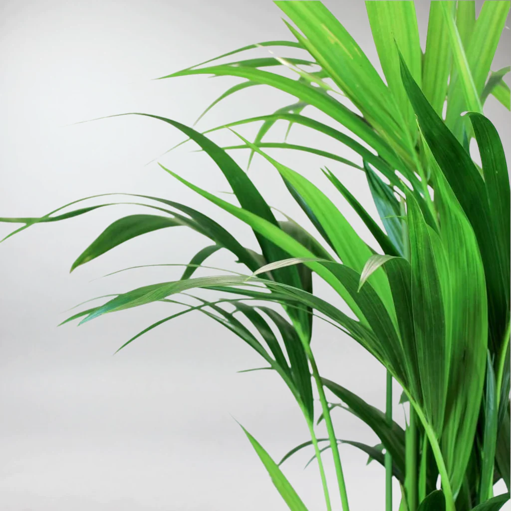 Kentia Palm / Howea Forsteriana