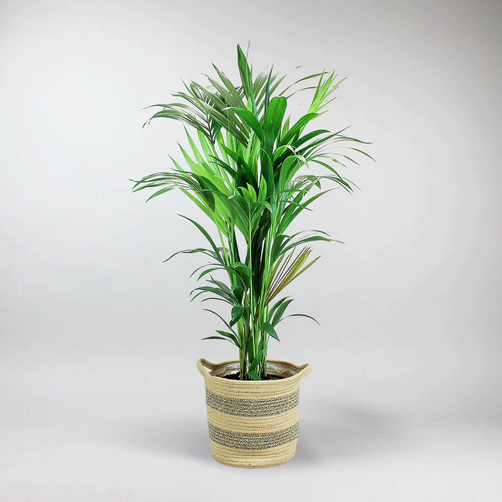 Kentia Palm / Howea Forsteriana