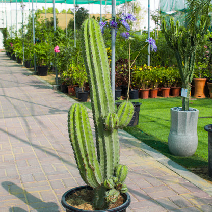 Pilosocereus Tillianus / Cactus