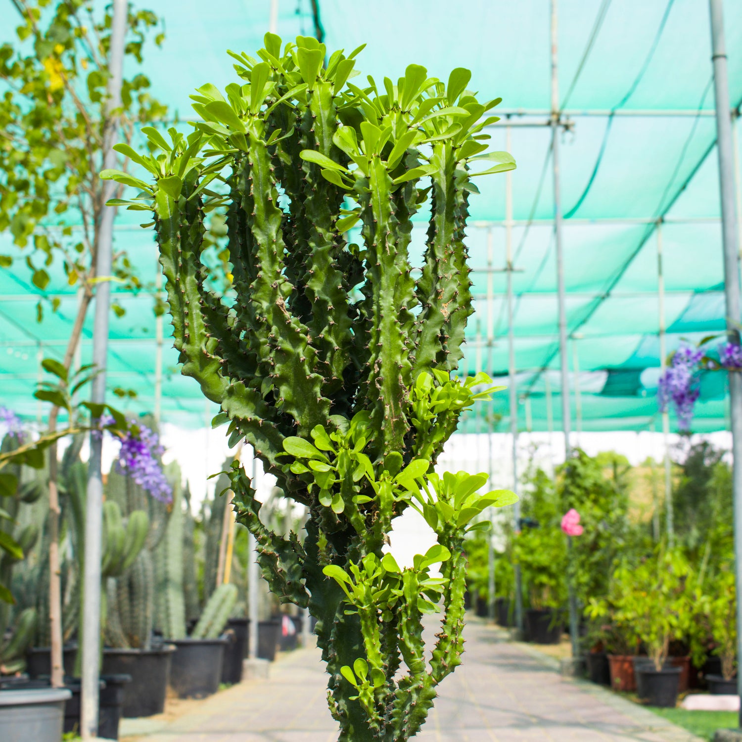 Euphorbia Ingens / Cactus