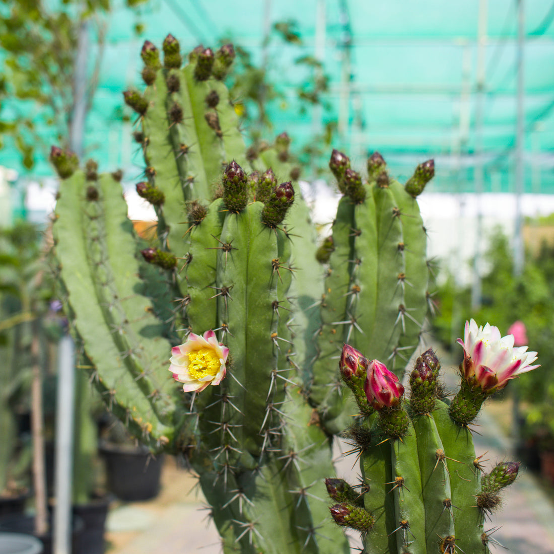Cactus / Pilosocereus Tillianus with Pot